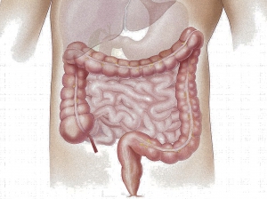 Real Fecal Microbiome Kit
