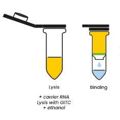 REAL-Viral-DNA-RNA-kit